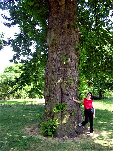 Sweet Chestnut tree Castanea sativa at Kew Gardens, London.

Photographed by Adrian Pingstone in June 2005 and released to the public domain.