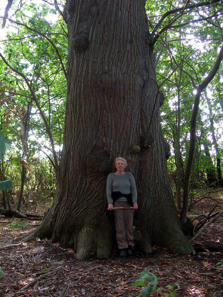 Large Castanea Sativa in Ashenbank Wood,  Cobham,  Kent.