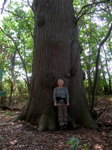 Large Castanea Sativa in Ashenbank Wood, Cobham, Kent. photo