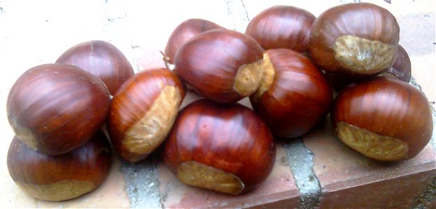 castagne raccolte sul Monte Vesole di Roccadapide (SA), Italy photo