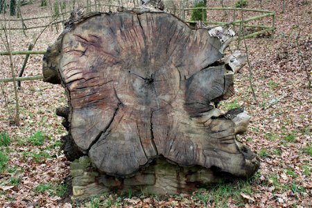 Sección do tronco dun castiñeiro dunha idade estimada de 270 anos, na Fraga de Catasós (Lalín). Naceu baixo o reinado de Filipe V e foi derrubado polo ciclón Hortensia en 1984. photo