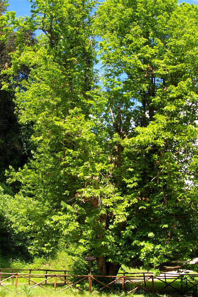 Speco di San Francesco, Narni - Castagno secolare