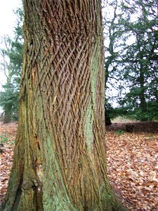 Retiform bark of a sweet chestnut photo