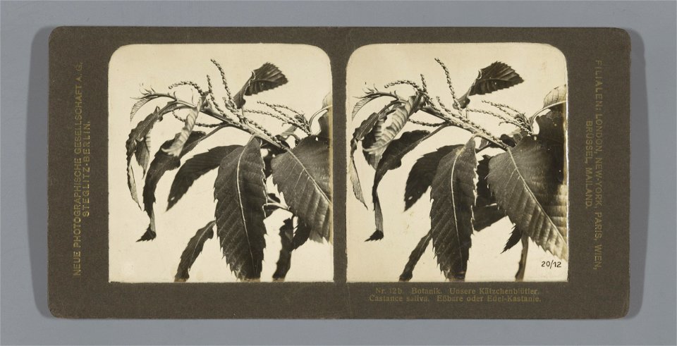 IdentificatieTitel(s): Tak van een Tamme kastanje (Castanea sativa). Nr. 12b. Botanik. Unsere Kätzchenblütler. Castance sativa. Essbare oder Edel-Kastanie. (titel op object)Objecttype: stereofoto Obje
