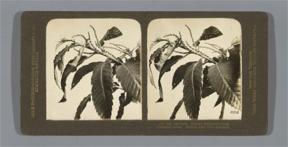 IdentificatieTitel(s): Tak van een Tamme kastanje (Castanea sativa). Nr. 12b. Botanik. Unsere Kätzchenblütler. Castance sativa. Essbare oder Edel-Kastanie. (titel op object)Objecttype: stereofoto Obje