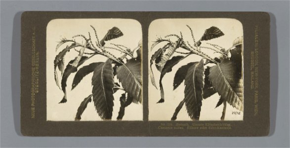 IdentificatieTitel(s): Tak van een Tamme kastanje (Castanea sativa). Nr. 12b. Botanik. Unsere Kätzchenblütler. Castance sativa. Essbare oder Edel-Kastanie. (titel op object)Objecttype: stereofoto Obje photo