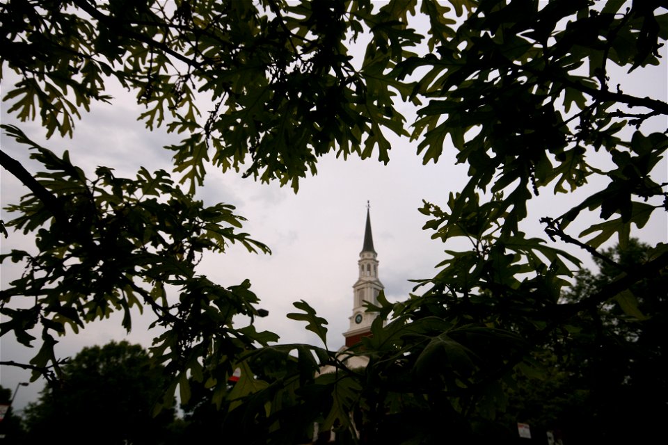 Chapel_Quercus_alba_white_oak