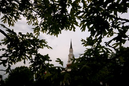 Chapel_Quercus_alba_white_oak photo