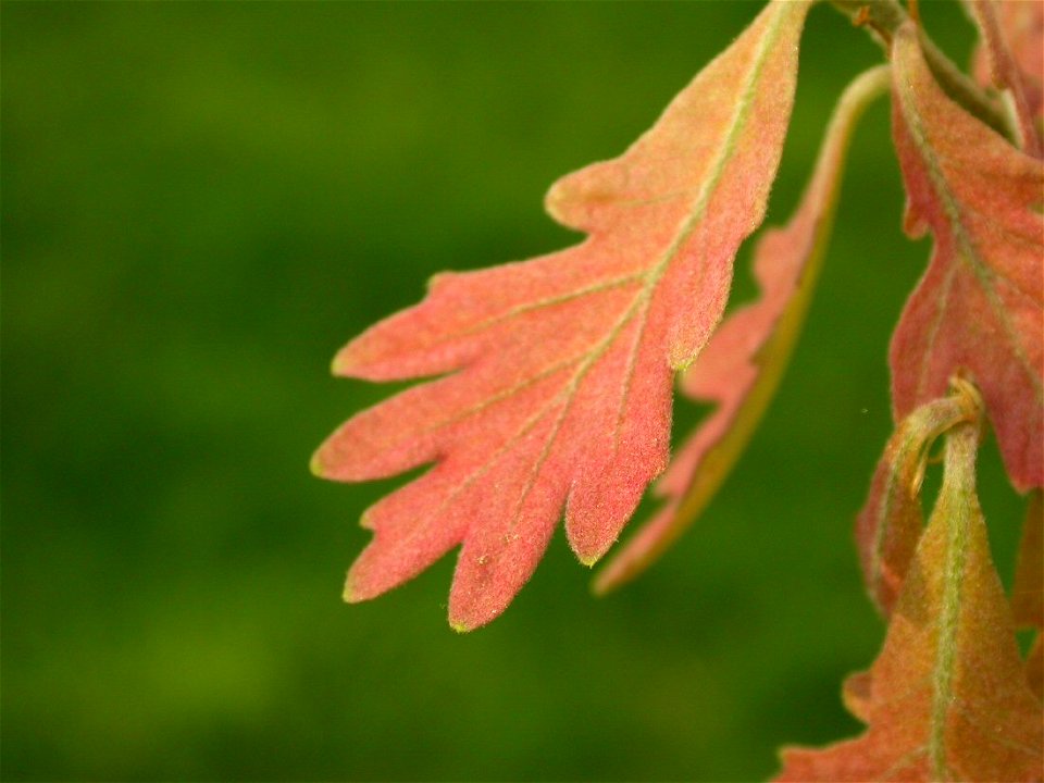 Quercus alba leaves in the spring