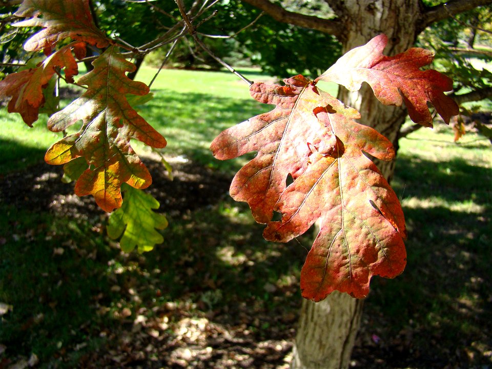Chadwick Arboretum and Learning Gardens
Lane Avenue Gardens
The Ohio State University

Columbus, Ohio