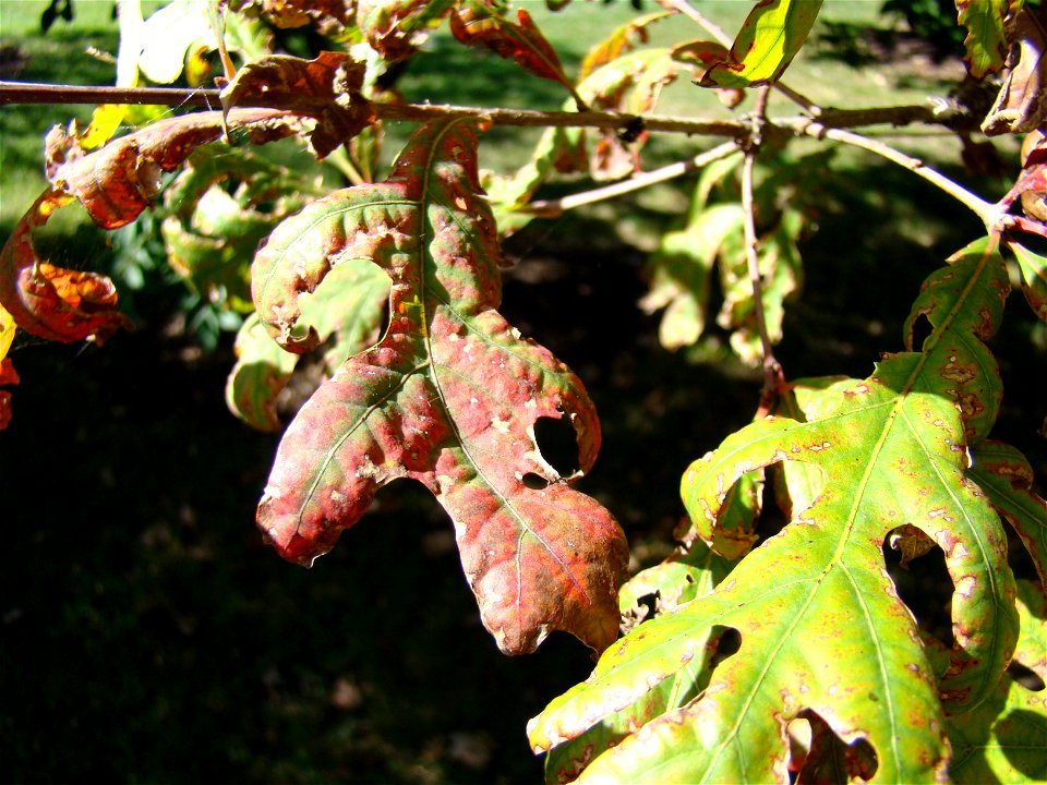 Chadwick Arboretum and Learning Gardens
Lane Avenue Gardens
The Ohio State University

Columbus, Ohio