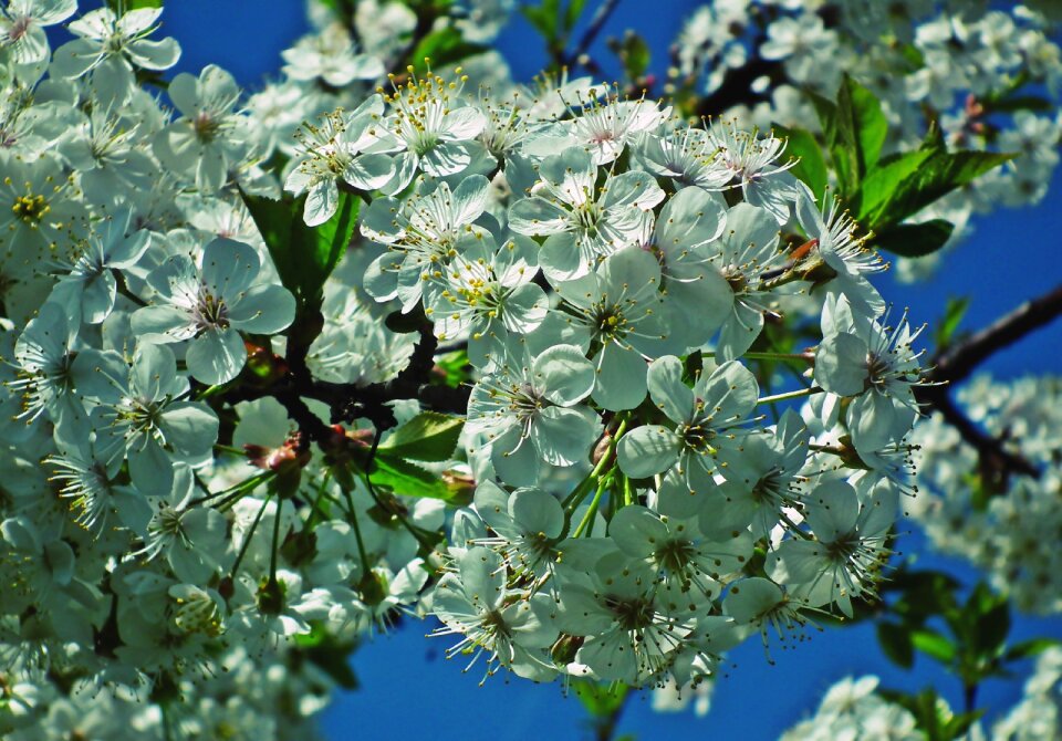 Branch spring nature