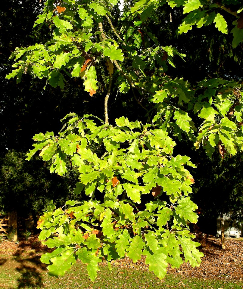 Foliage of the White oak - Quercus alba. Tortworth arboretum - 1st November 2005