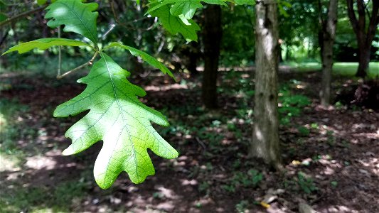 Chadwick Arboretum and Learning Gardens Arboretum North The Ohio State University Columbus, Ohio photo