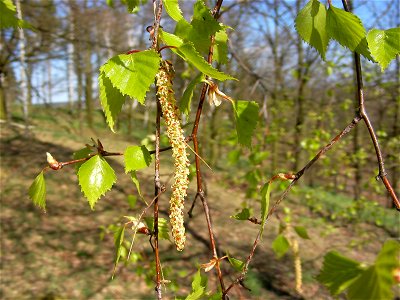 Männliche Blütenkätzchen einer Birke (Betula pendula). Fotografiert auf dem Weinberg bei Straupitz im Spreewald.