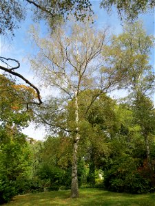 Hänge-Birke (Betula pendula) am Friedhof St. Johann (Saarbrücken)