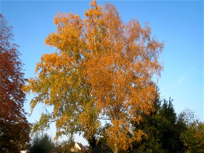 Birke (Betula pendula) in Hockenheim