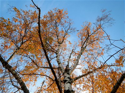 Hängebirke (Betula pendula) in Hockenheim