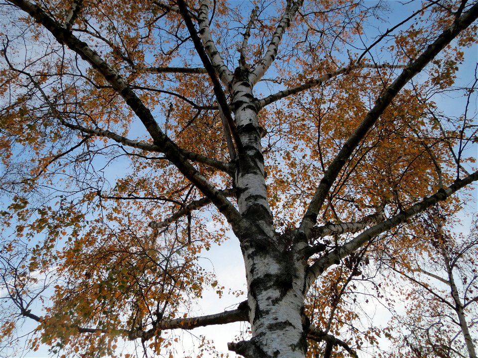 Hängebirke (Betula pendula) in Hockenheim