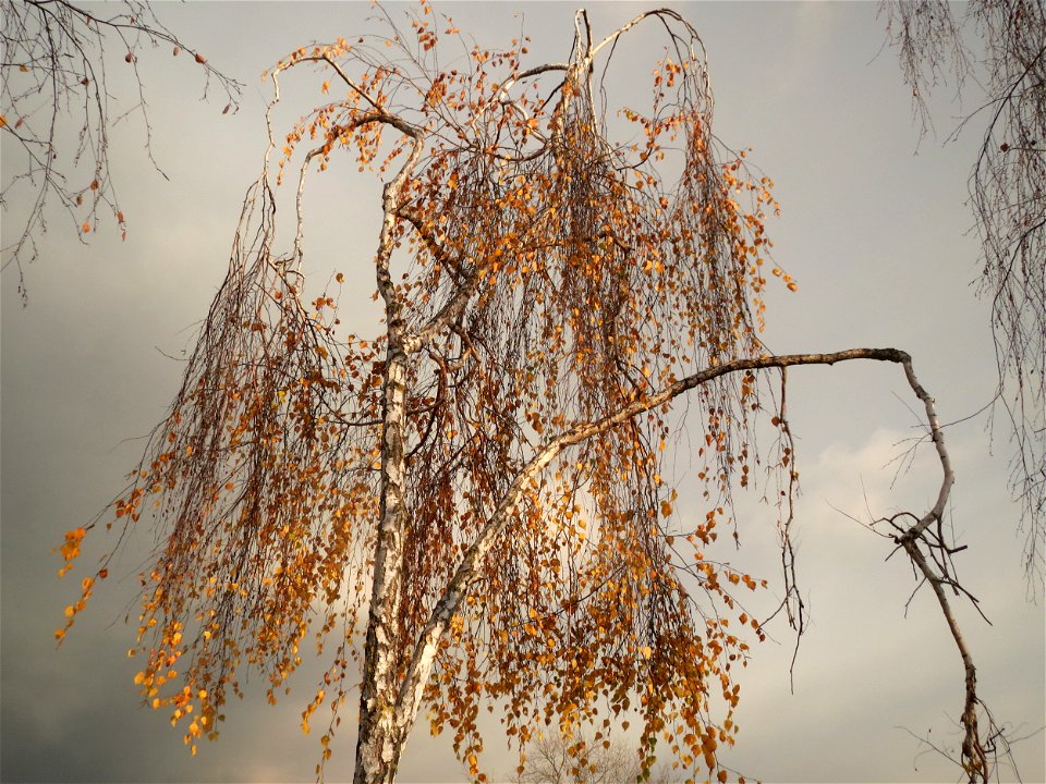 Hängebirke (Betula pendula) im Landesgartenschaupark Hockenheim