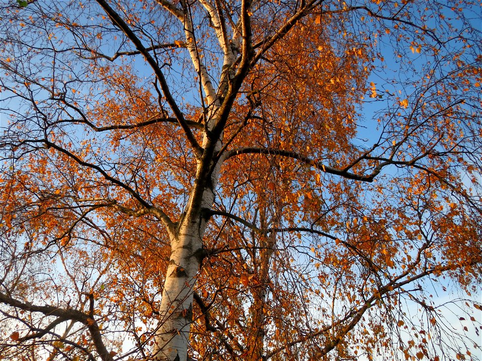 Hängebirke (Betula pendula) in Hockenheim
