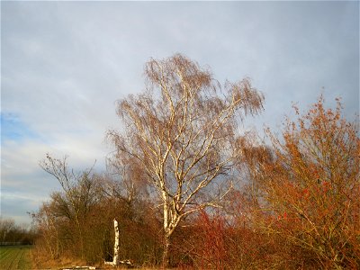 Hängebirke (Betula pendula) in Hockenheim