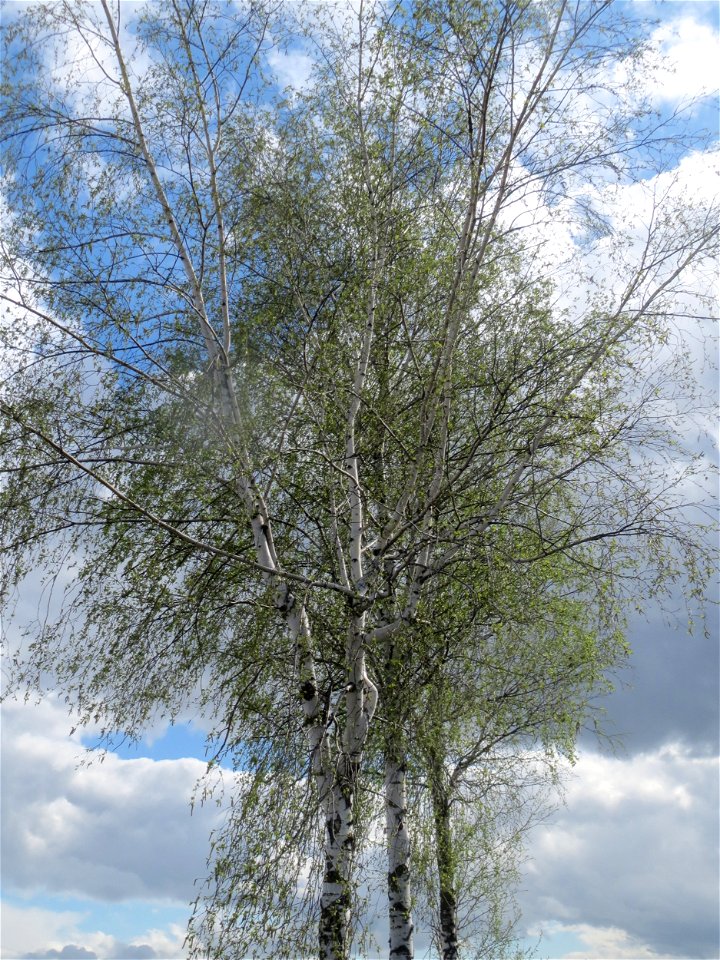 Birke (Betula pendula) bei Reilingen