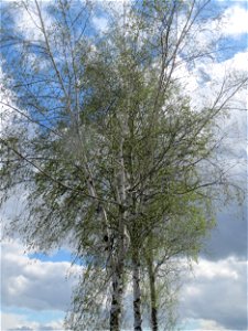 Birke (Betula pendula) bei Reilingen