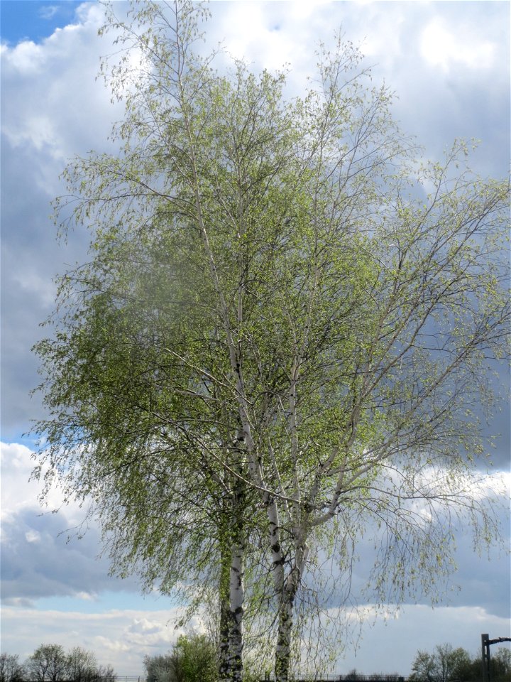 Birke (Betula pendula) bei Reilingen