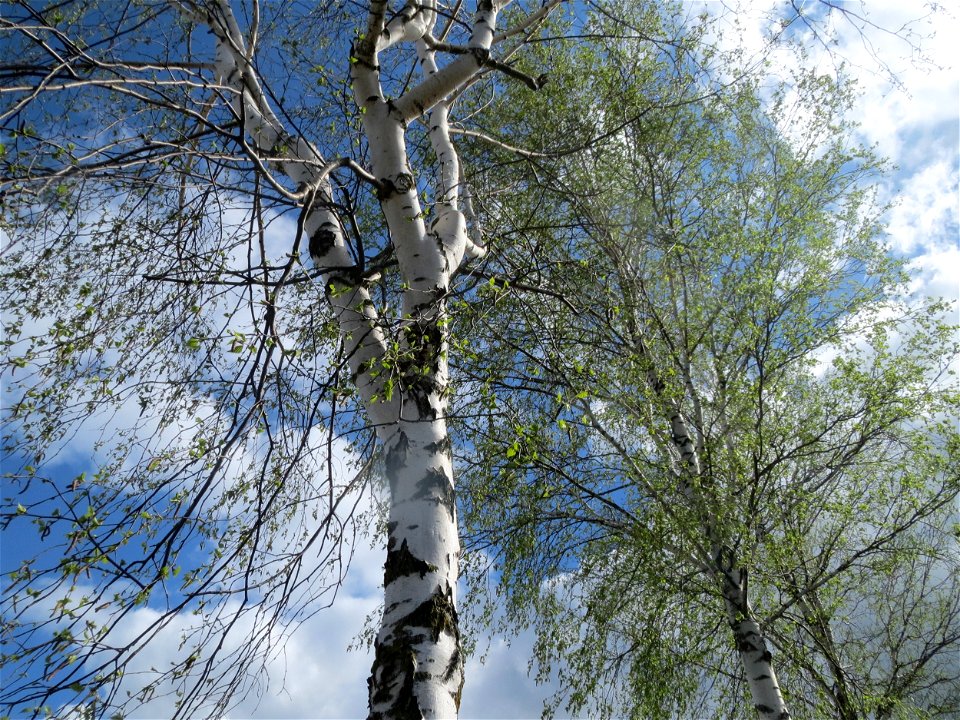 Birke (Betula pendula) bei Reilingen