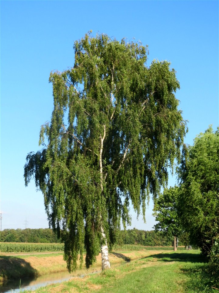Birke (Betula pendula) bei Reilingen