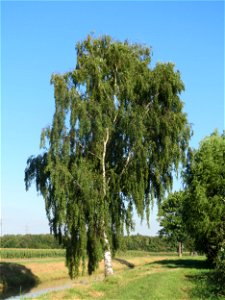 Birke (Betula pendula) bei Reilingen