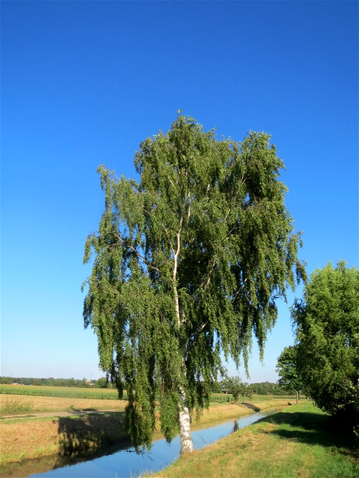 Birke (Betula pendula) bei Reilingen
