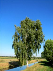 Birke (Betula pendula) bei Reilingen