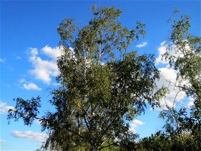 Hängebirke (Betula pendula) in Hockenheim