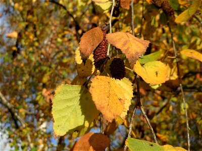 Hängebirke (Betula pendula) in Hockenheim