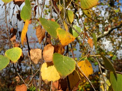 Hängebirke (Betula pendula) in Hockenheim