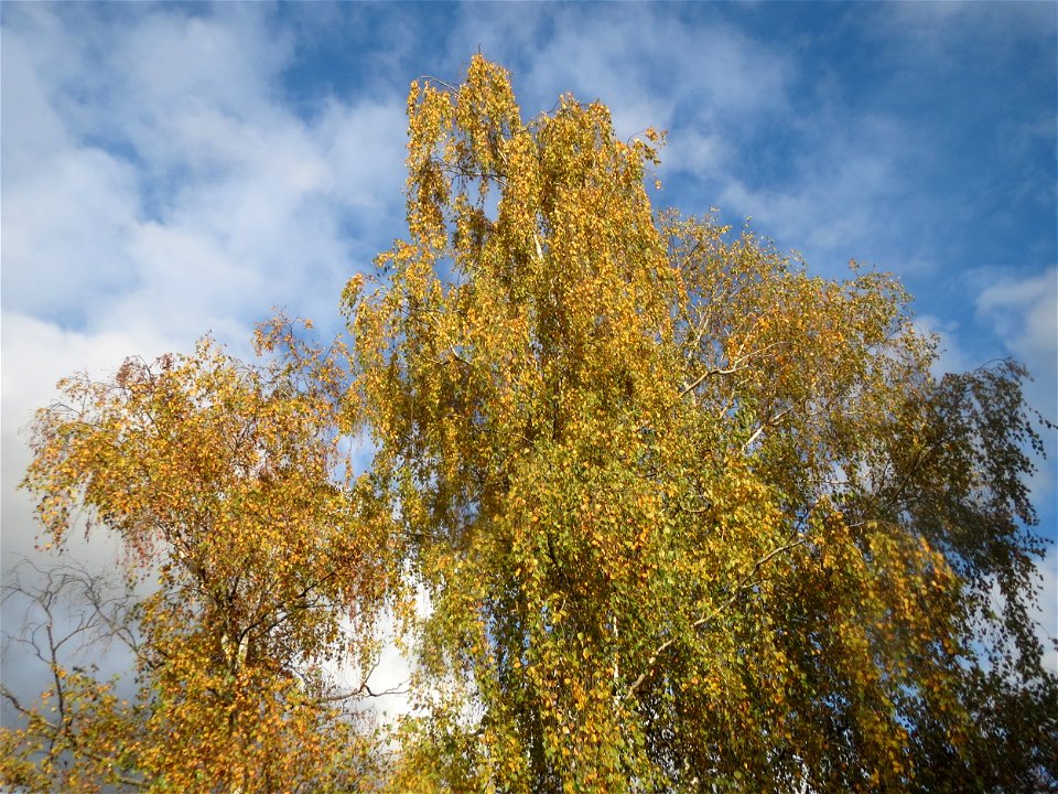 Hängebirke (Betula pendula) in Hockenheim