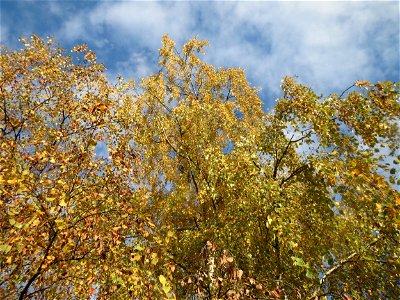 Hängebirke (Betula pendula) in Hockenheim