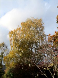 Hängebirke (Betula pendula) in Hockenheim