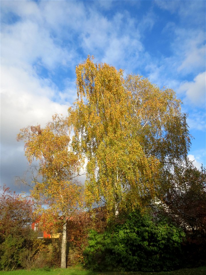Hängebirke (Betula pendula) in Hockenheim