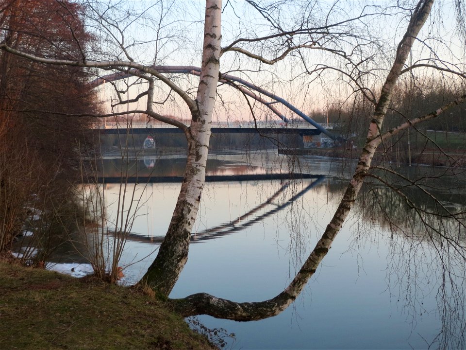 Birke (Betula pendula) an der Saar in Saarbrücken