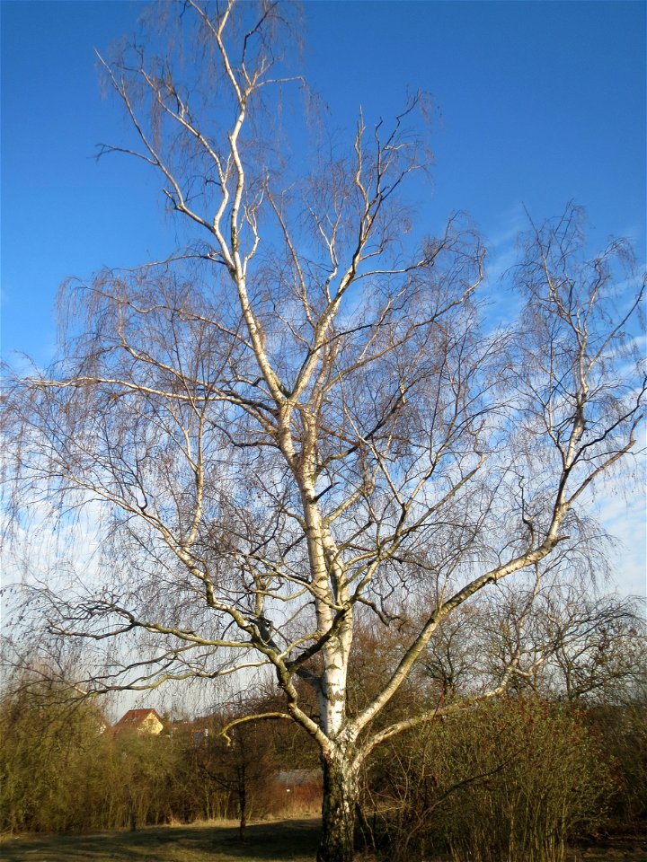 Hängebirke (Betula pendula) in Hockenheim