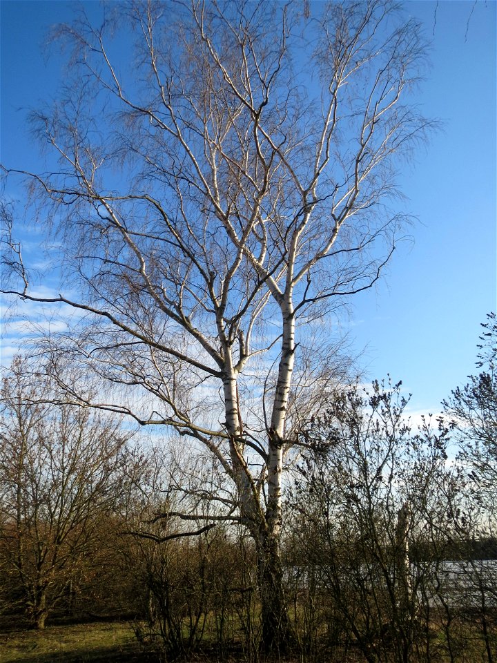 Hängebirke (Betula pendula) in Hockenheim