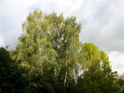 Hängebirke (Betula pendula) im Landschaftsschutzgebiet „Drahtzugweiher und das Habsterwiesental“ in Alt-Saarbrücken