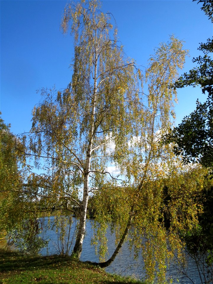 Birke (Betula pendula) an der Saar vor dem Heizkraftwerk in Saarbrücken