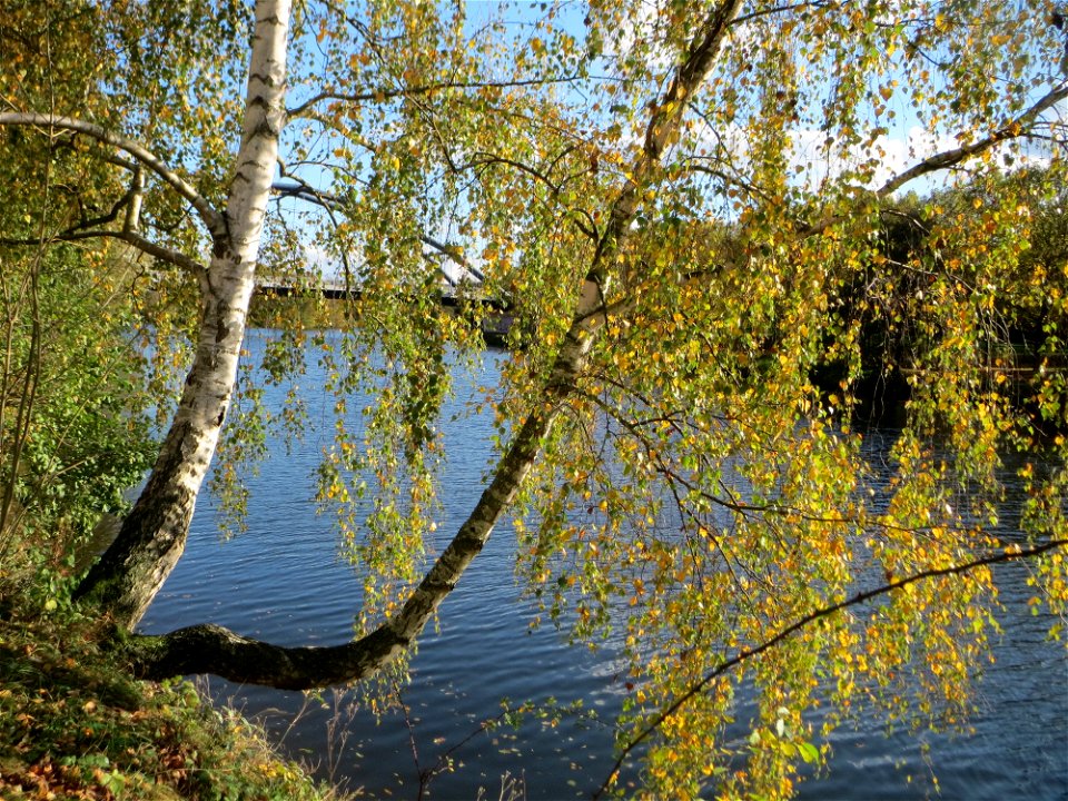 Birke (Betula pendula) an der Saar vor dem Heizkraftwerk in Saarbrücken
