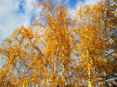 Hängebirke (Betula pendula) in Hockenheim