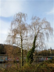 Hängebirke (Betula pendula) am Staden in Saarbrücken