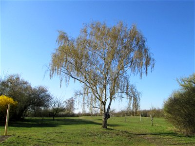 Hängebirke (Betula pendula) auf einer Streuobstwiese in Hockenheim